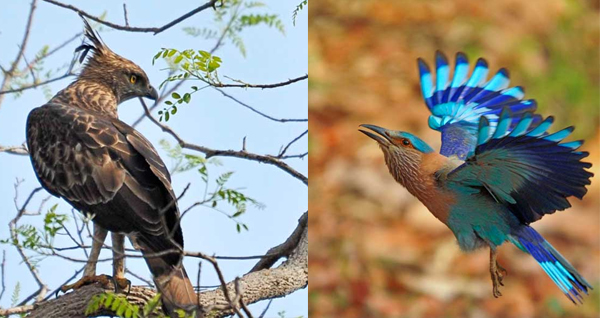 Birds in tadoba