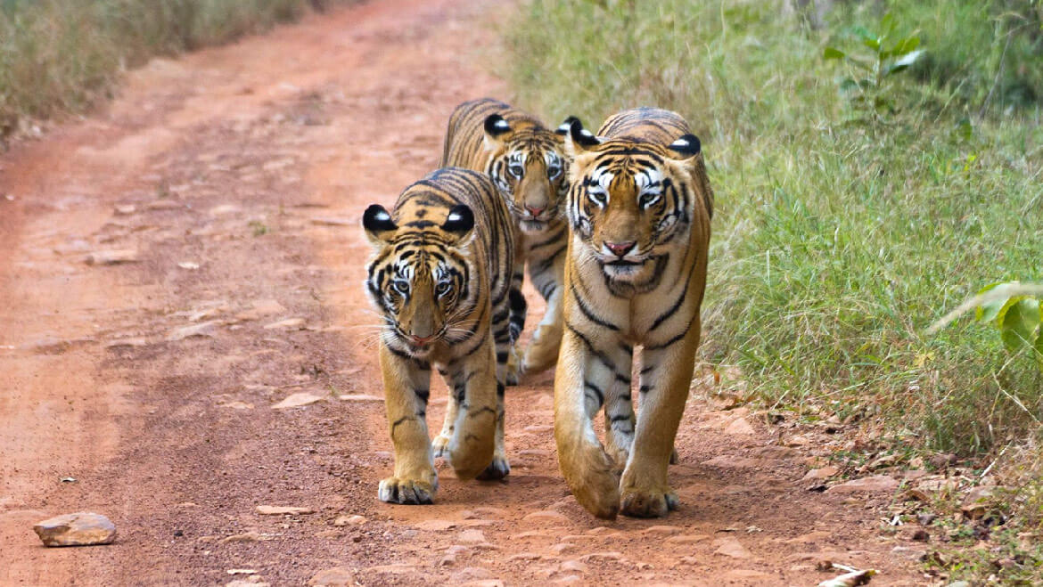 Tigers in Tadoba