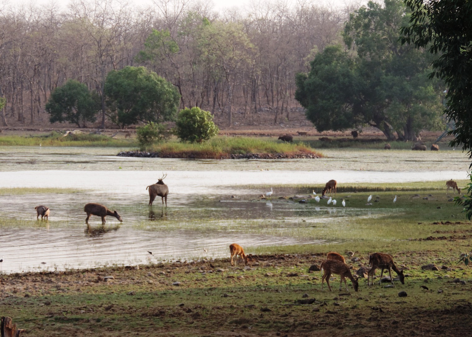 tadoba 2