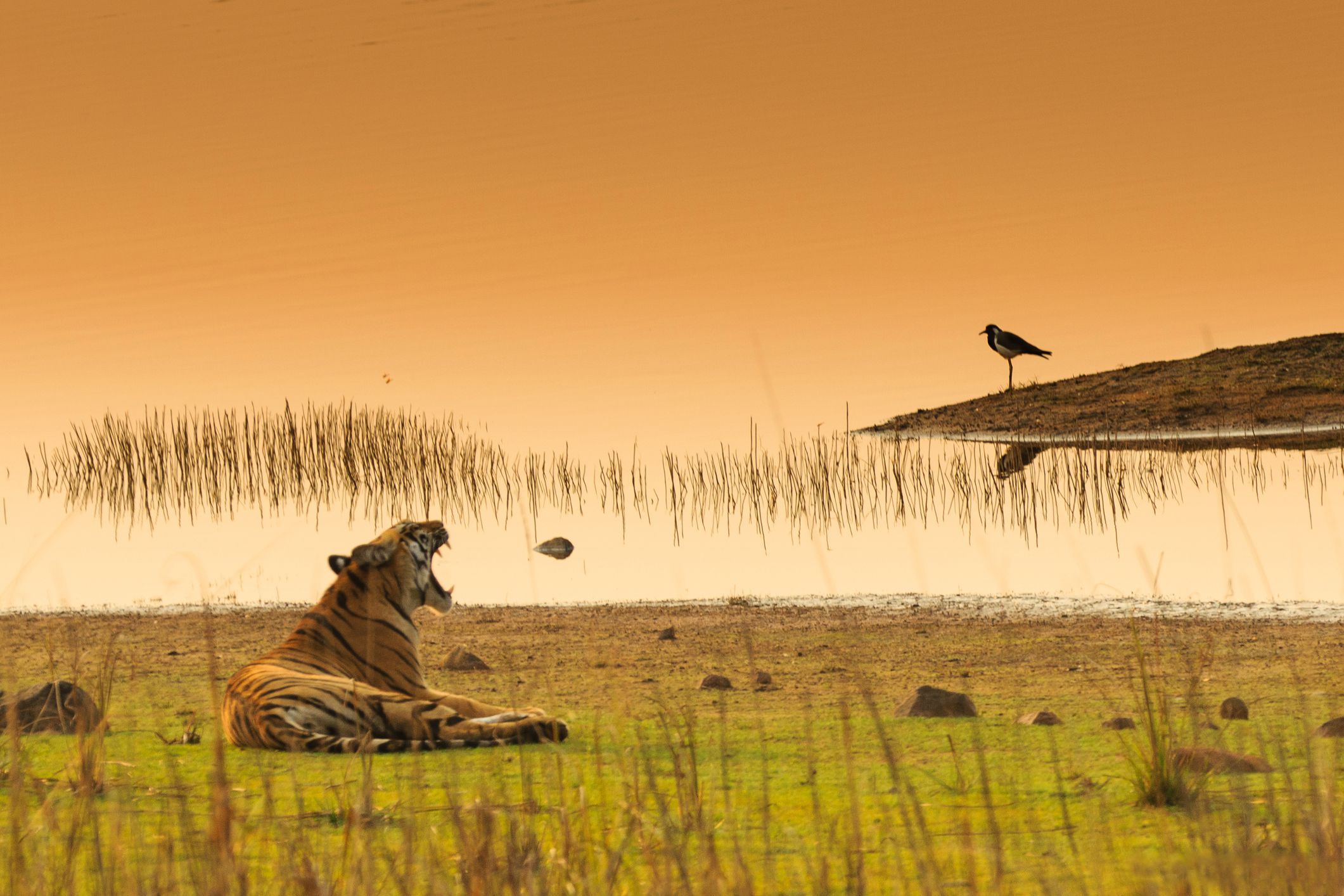 tadoba